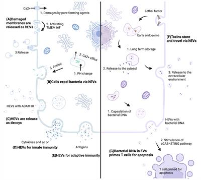 Extracellular Vesicles: Recent Insights Into the Interaction Between Host and Pathogenic Bacteria